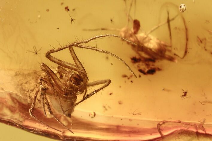 Fossil Spider (Araneae) & Springtail (Collembola) in Baltic Amber #270615